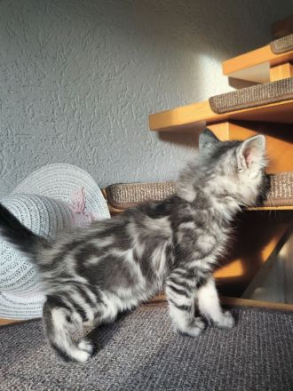 Edelmix Katzenkinder suchen Traumzuhause