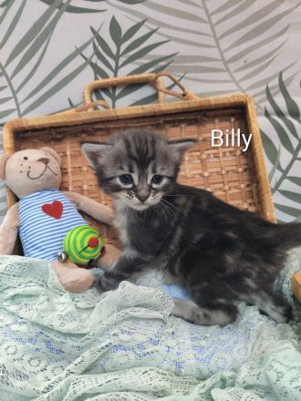 Goldige Cashmere Bengal x Mainecoon Kitten