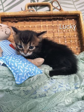 Goldige Cashmere Bengal x Mainecoon Kitten