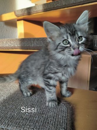 Edelmix Katzenkinder suchen Traumzuhause, Bub und Mädel