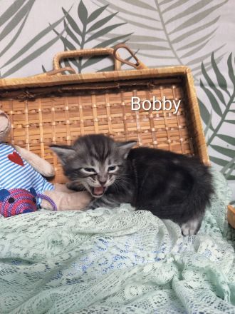 Goldige Cashmere Bengal x Mainecoon Kitten