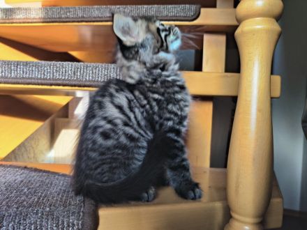 Edelmix Katzenkinder suchen Traumzuhause
