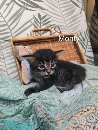 Goldige Cashmere Bengal x Mainecoon Kitten