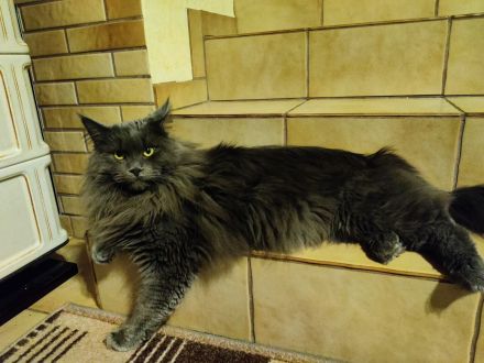Edelmix Katzenkinder suchen Traumzuhause