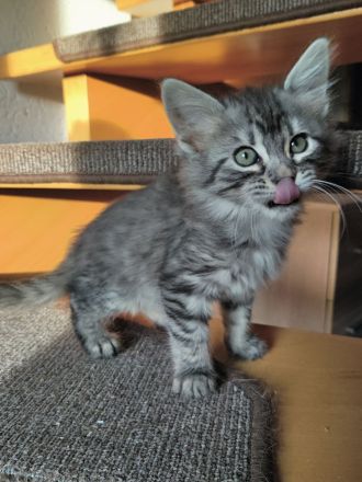 Edelmix Katzenkinder suchen Traumzuhause
