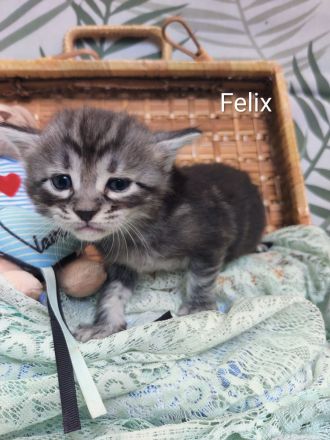 Goldige Cashmere Bengal x Mainecoon Kitten