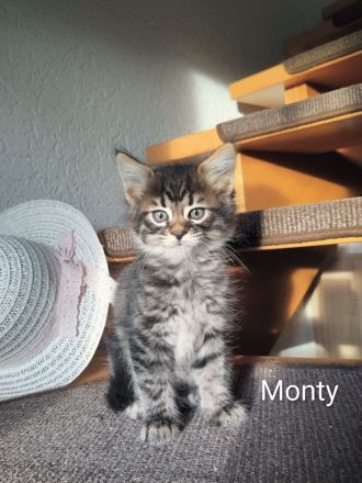 Edelmix Katzenkinder suchen Traumzuhause