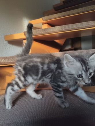 2 Edelmix Katzenkinder suchen Traumzuhause