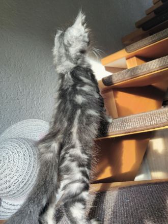 Edelmix Katzenkinder suchen Traumzuhause