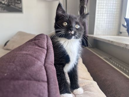 Maine Coon Mix