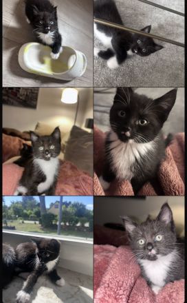 Maine Coon Mix