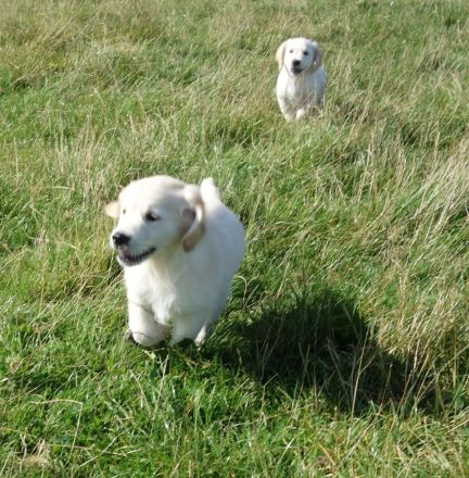 Golden Retriever Welpen sehr kinderlieb u. verspielt zu verkaufen