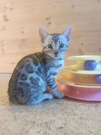 Bengal Kitten reinrassig mit Stammbaum