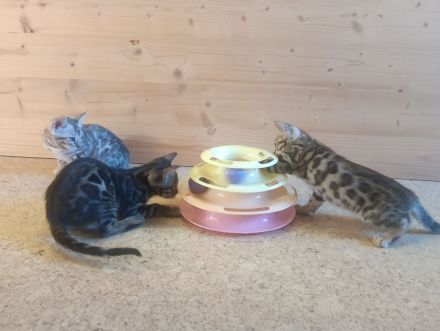 Bengal Kitten reinrassig mit Stammbaum
