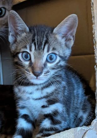 Bengal Kitten reinrassig mit Stammbaum