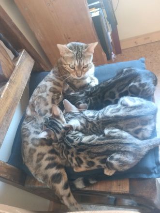 Bengal Kitten reinrassig mit Stammbaum