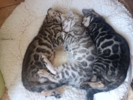 Bengal Kitten reinrassig mit Stammbaum