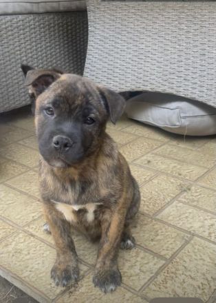 Mischlingswelpe (Shiba Inu × Old English Bulldog) sucht neues Zuhause