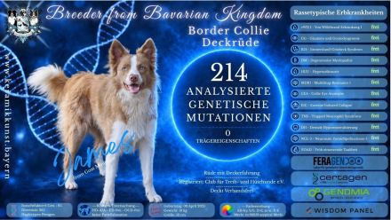 Border Collie Deckrüde James