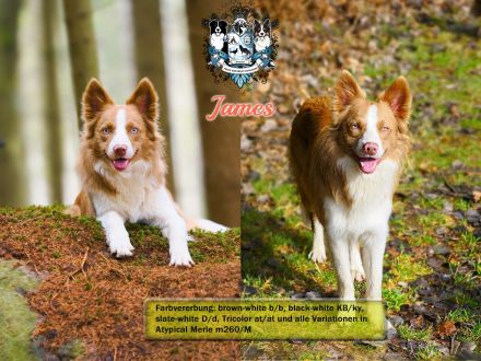 Border Collie Deckrüde James