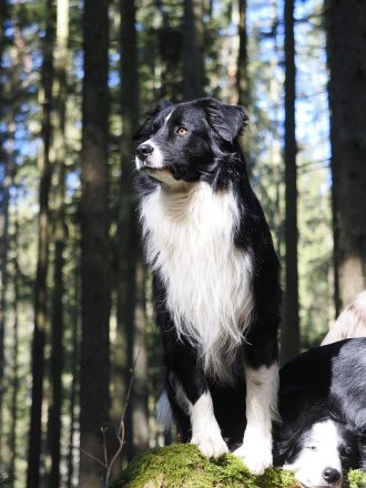 Australian Shepherd Deckrüde Gismo