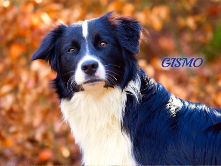 Australian Shepherd Deckrüde Gismo