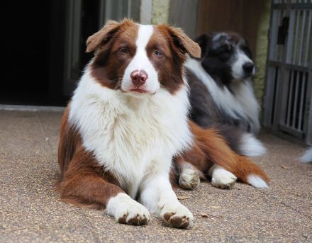 Australian Shepherd Deckrüde Cooper