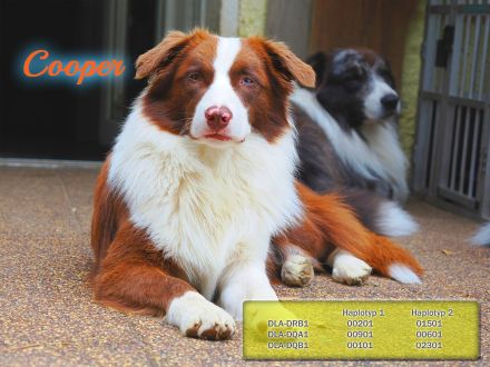 Australian Shepherd Deckrüde Cooper