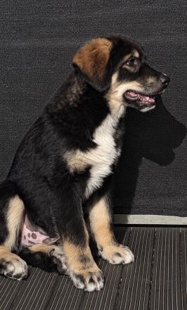 🐾 Wunderschöner Berner Sennenhund sucht liebevolles Zuhause 🐾
