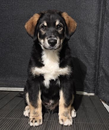 🐾 Wunderschöner Berner Sennenhund sucht liebevolles Zuhause 🐾