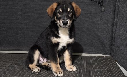 🐾 Wunderschöner Berner Sennenhund sucht liebevolles Zuhause 🐾