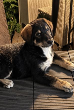 🐾 Wunderschöner Berner Sennenhund sucht liebevolles Zuhause 🐾