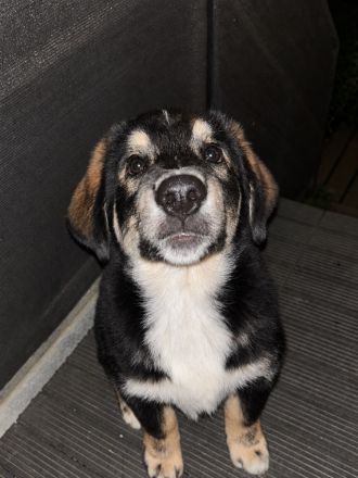 🐾 Wunderschöner Berner Sennenhund sucht liebevolles Zuhause 🐾