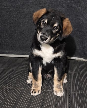 🐾 Wunderschöner Berner Sennenhund sucht liebevolles Zuhause 🐾