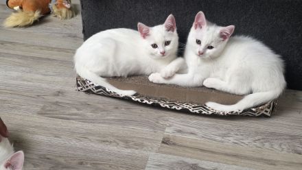 BKH Kitten suchen liebevolles Zuhause