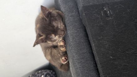 BKH Kitten suchen liebevolles Zuhause