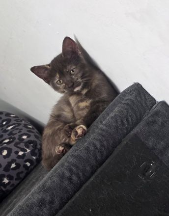 BKH Kitten suchen liebevolles Zuhause