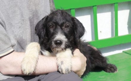 Fifan sucht eine aktive Familie