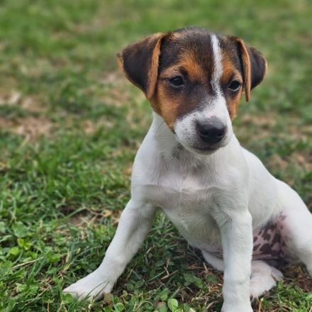 Süßer Jack Russel Welpe
