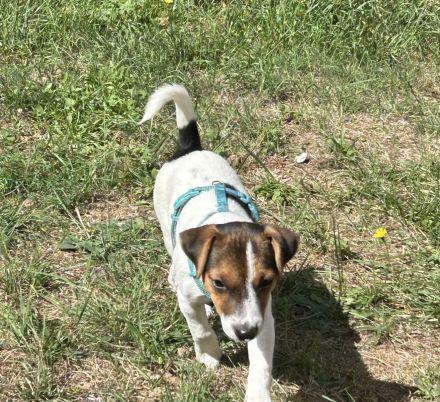 Süßer Jack Russel Welpe