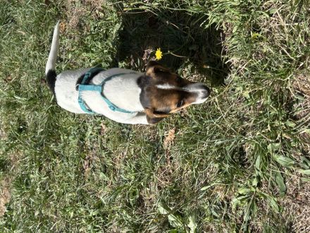 Süßer Jack Russel Welpe