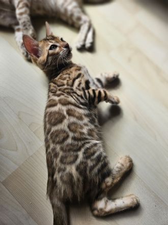 Zwei wunderschöne Bengal-Kätzchen suchen ein liebevolles Zuhause 🐾