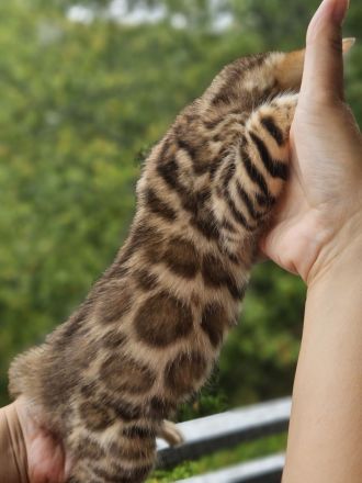 Zwei wunderschöne Bengal-Kätzchen suchen ein liebevolles Zuhause 🐾