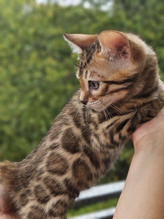 Zwei wunderschöne Bengal-Kätzchen suchen ein liebevolles Zuhause 🐾