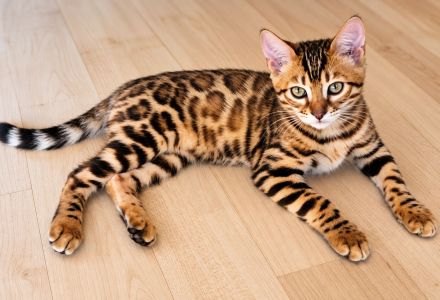 Zwei wunderschöne Bengal-Kätzchen suchen ein liebevolles Zuhause 🐾