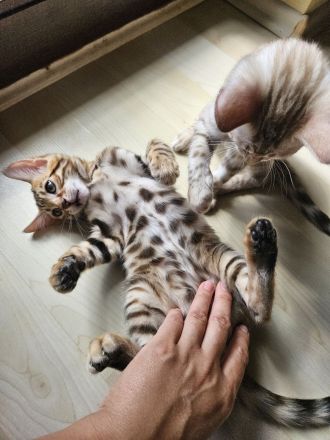 Zwei wunderschöne Bengal-Kätzchen suchen ein liebevolles Zuhause 🐾