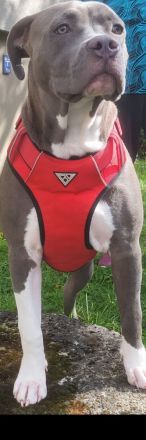 American bully Hündin 7 monate alt sucht ein neues Zuhause