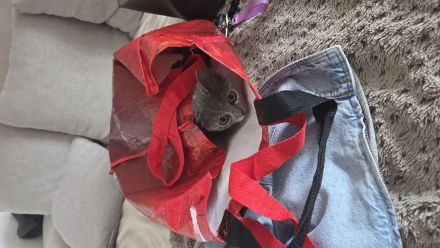 Bkh Kitten