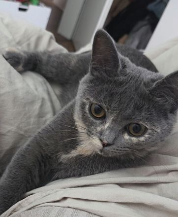 Bkh Kitten
