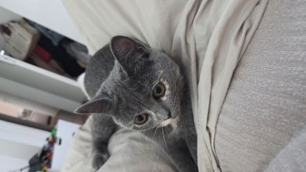 Bkh Kitten